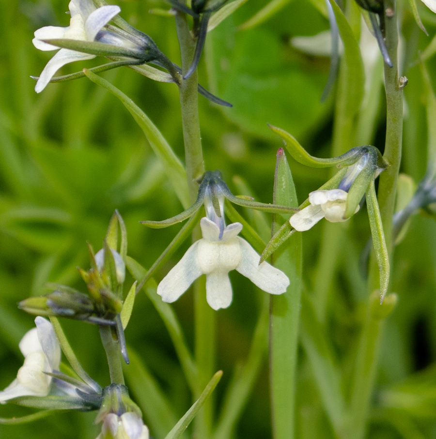 Изображение особи Linaria chalepensis.