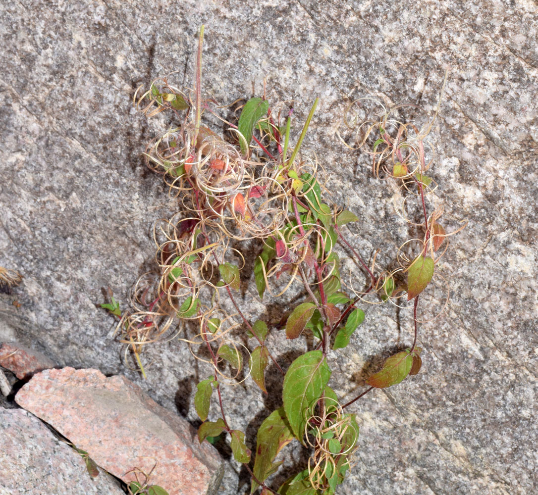 Изображение особи Epilobium cylindricum.