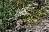 Sedum oppositifolium. Цветущие растения. Чечня, Итум-Калинский р-н, Аргунское ущелье, каменистый склон. 26.07.2022.