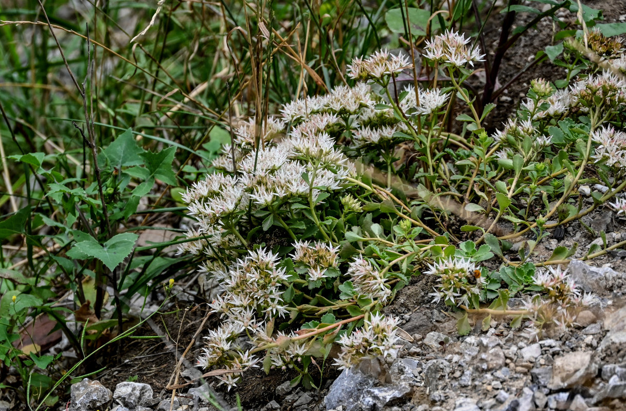 Image of Sedum oppositifolium specimen.