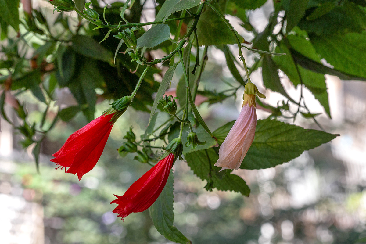 Image of Malvaviscus penduliflorus specimen.