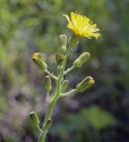 Crepis praemorsa