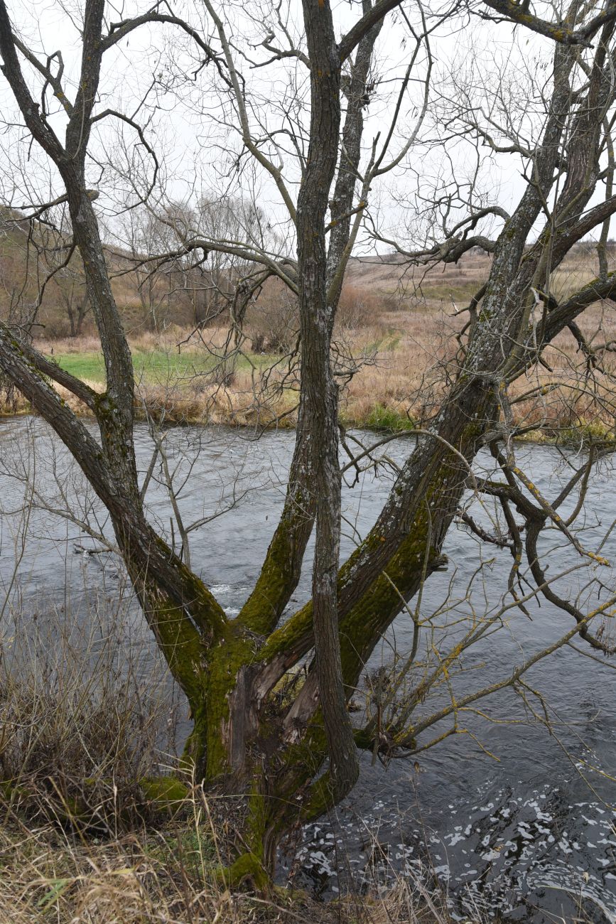 Image of genus Salix specimen.