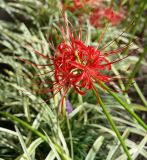 Lycoris radiata