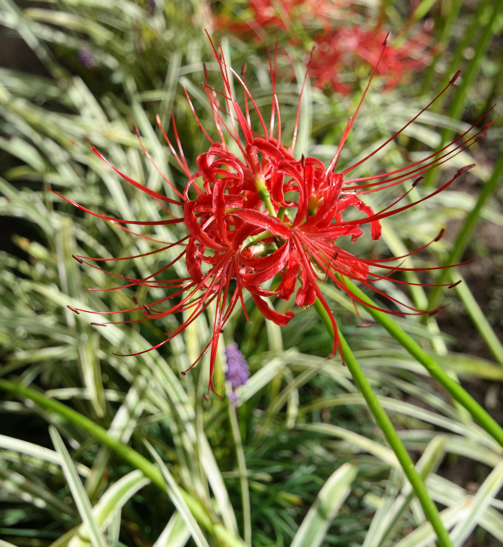 Image of Lycoris radiata specimen.