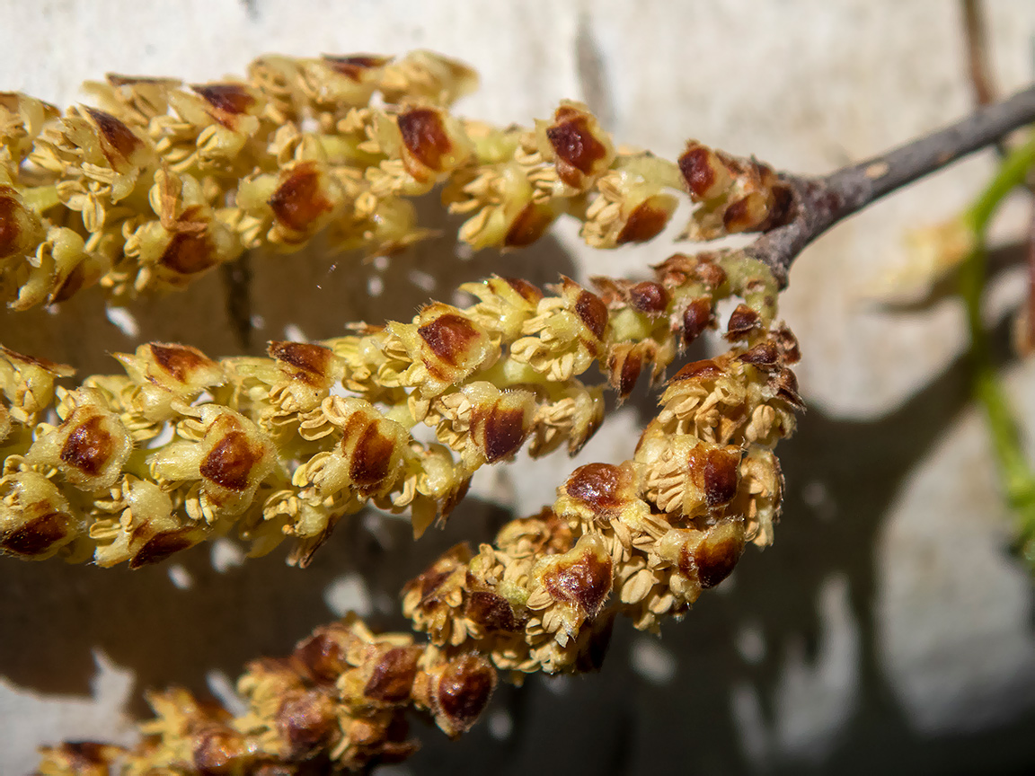 Image of Betula pendula specimen.