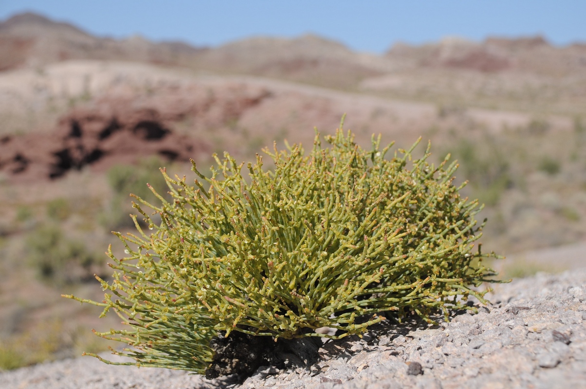 Изображение особи Anabasis truncata.