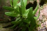 Carpinus betulus. Часть опавшего соплодия с незрелыми плодами. Республика Адыгея, левый борт долины руч. Сюк, широколиственный лес. 31 июля 2022 г.