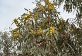 genus Eucalyptus. Верхушка ветви с соцветиями. Марокко, обл. Драа - Тафилалет, г. Варзазат, в культуре. 01.01.2023.