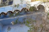 Jasminum officinale. Ветви цветущего растения. Марокко, обл. Танжер - Тетуан - Эль-Хосейма, хр. Эр-Риф, г. Шефшауэн, ≈ 600 м н.у.м., в культуре. 05.01.2023.