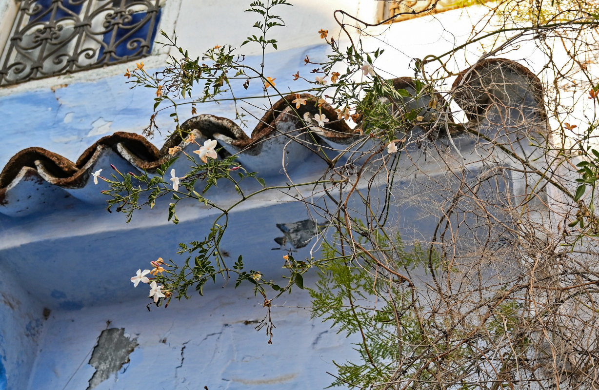 Image of Jasminum officinale specimen.
