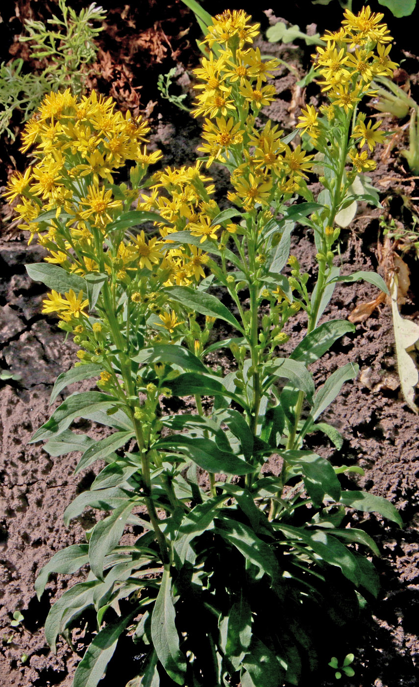 Image of Solidago virgaurea ssp. lapponica specimen.