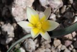 Tulipa turkestanica