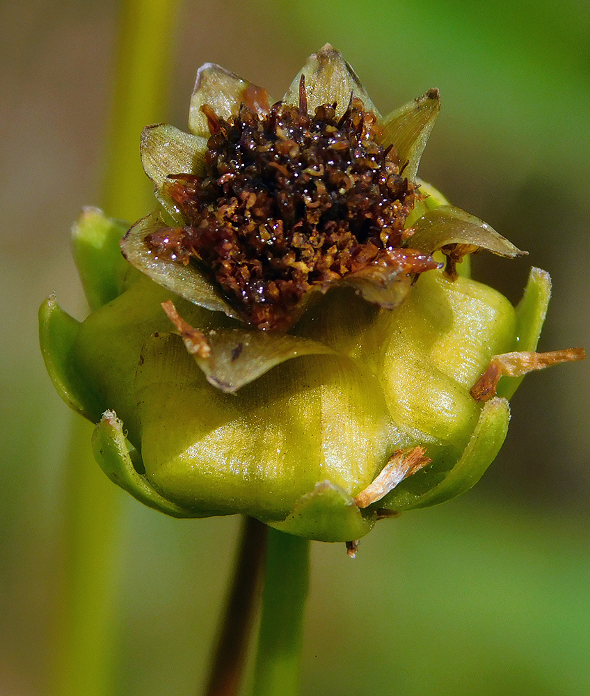 Image of Coreopsis grandiflora specimen.