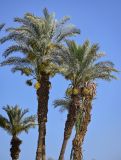 Phoenix dactylifera