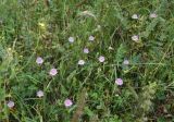 Astrantia maxima