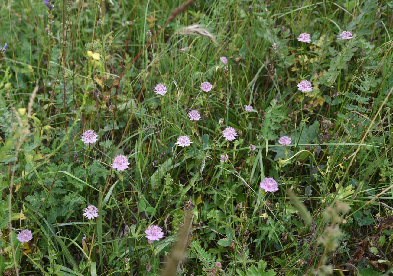 Image of Astrantia maxima specimen.