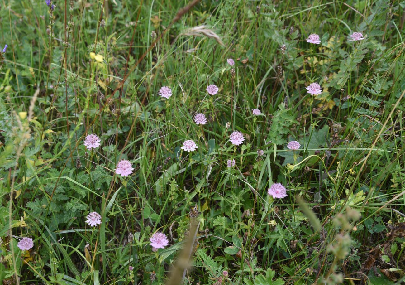 Изображение особи Astrantia maxima.