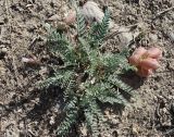 Astragalus masenderanus