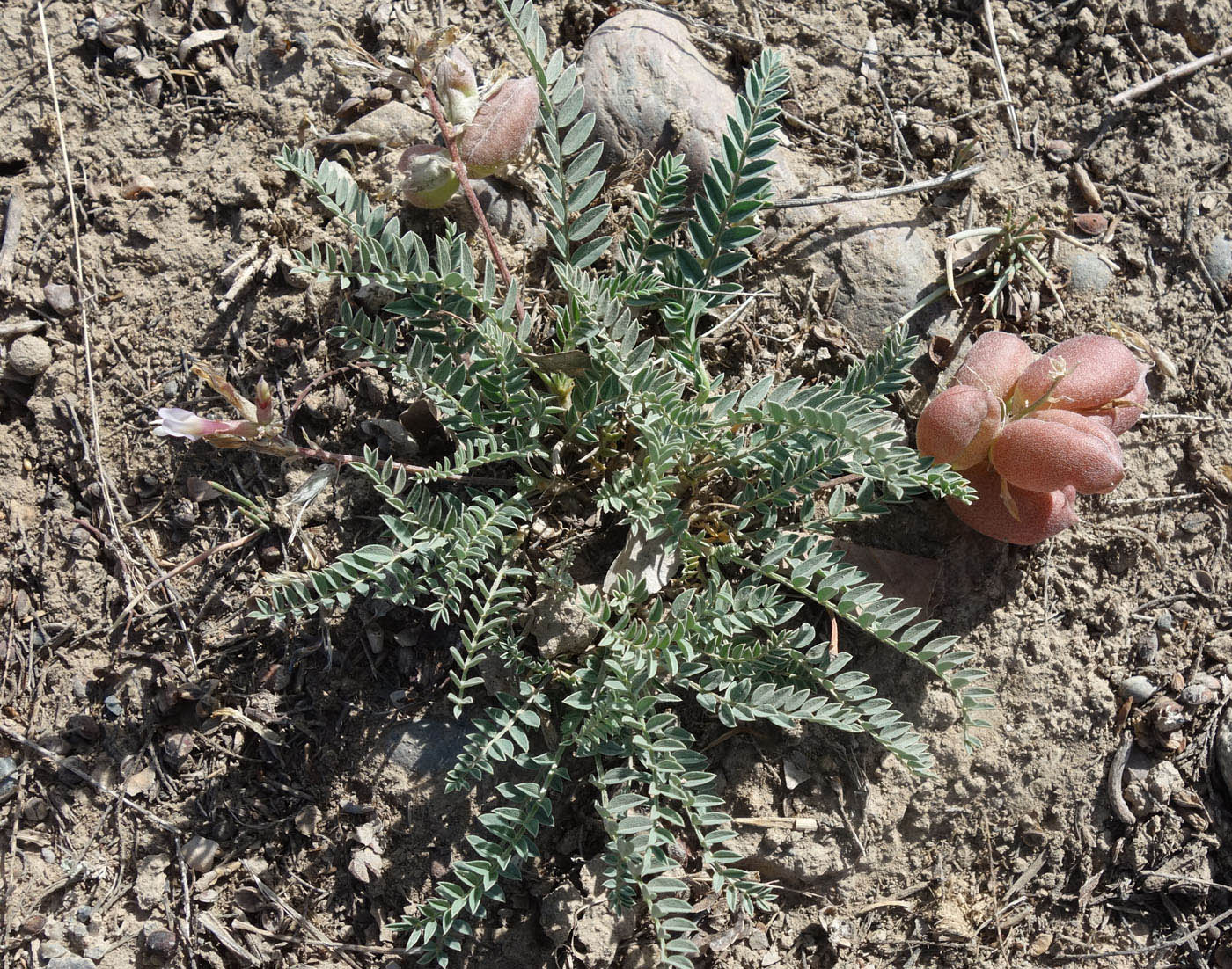 Image of Astragalus skorniakowii specimen.