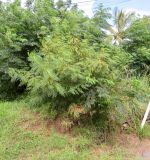 Leucaena leucocephala
