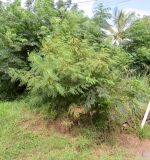 Leucaena leucocephala