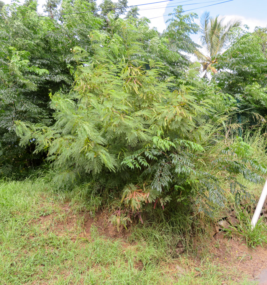 Image of Leucaena leucocephala specimen.