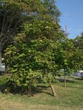Catalpa bignonioides. Плодоносящее дерево. Болгария, г. Бургас, Приморский парк, в культуре. 16.09.2021.