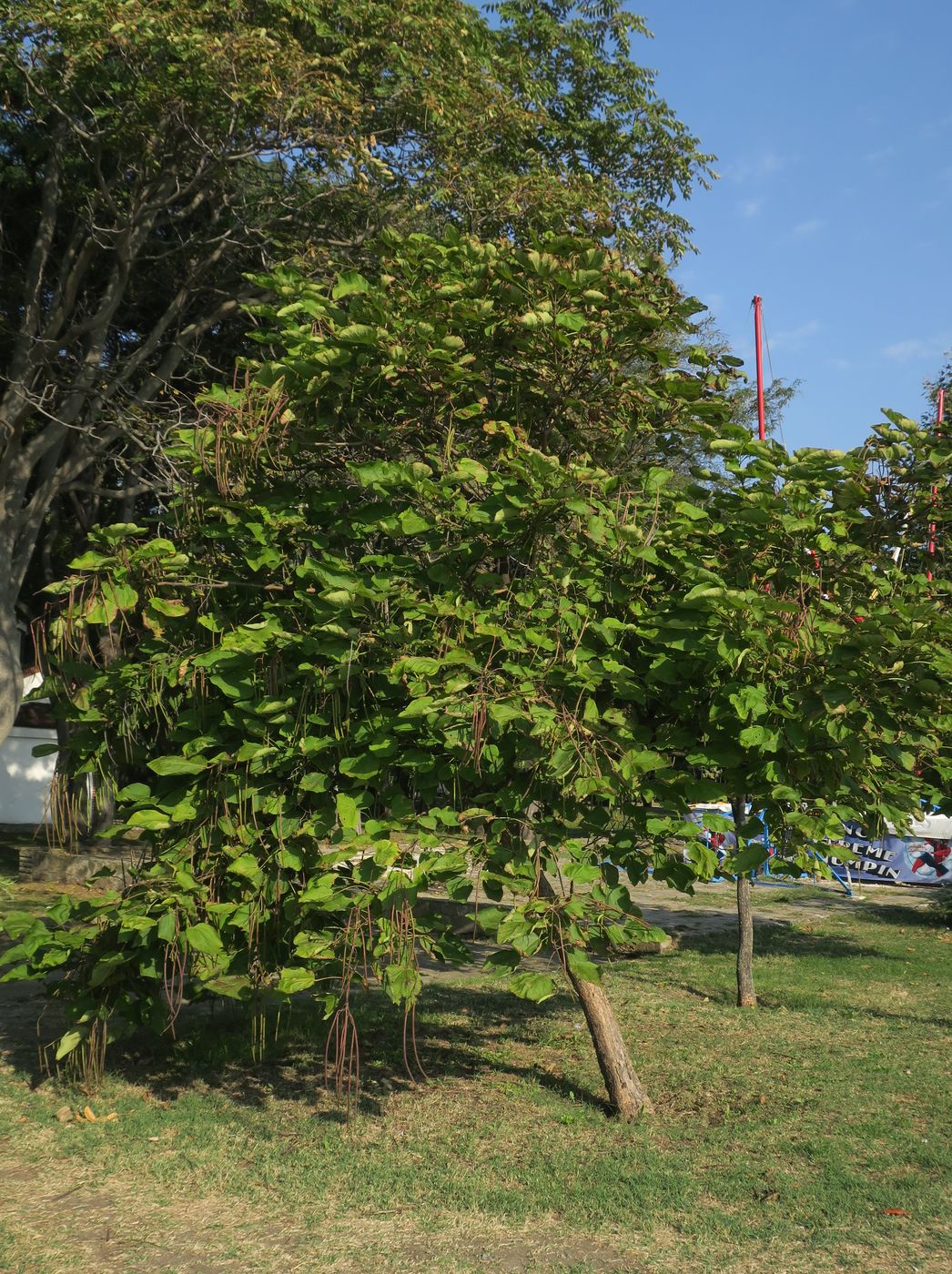 Изображение особи Catalpa bignonioides.