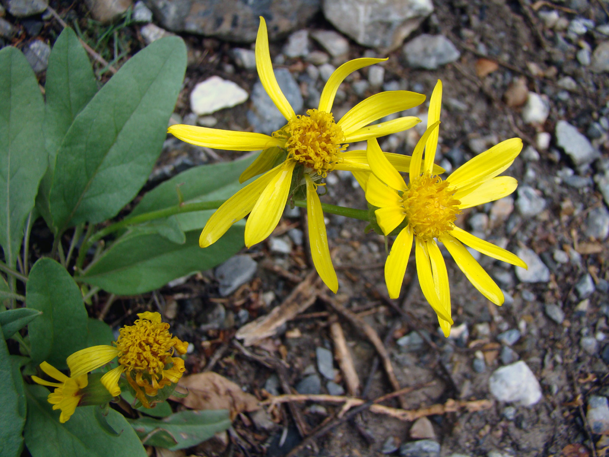 Изображение особи Senecio paulsenii.