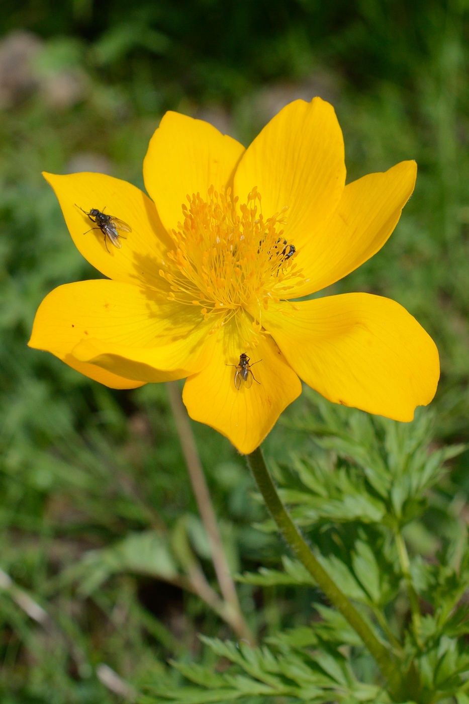 Image of Pulsatilla aurea specimen.