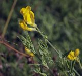 Lathyrus pratensis