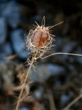 Nigella damascena. Плод. Черногория, окр. г. Котор, каменистый склон. 10.07.2011.