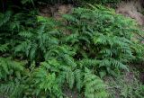 Pteridium tauricum. Вегетирующие растения. Грузия, Имеретия, каньон Окаце, подножие крутого склона. 15.06.2023.