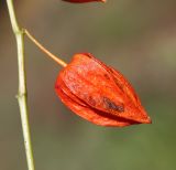 Alkekengi officinarum var. franchetii