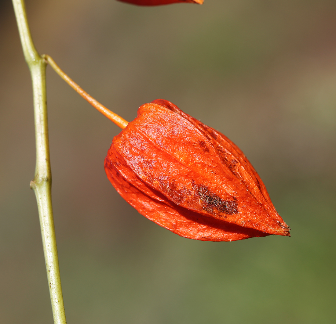 Image of Alkekengi officinarum var. franchetii specimen.