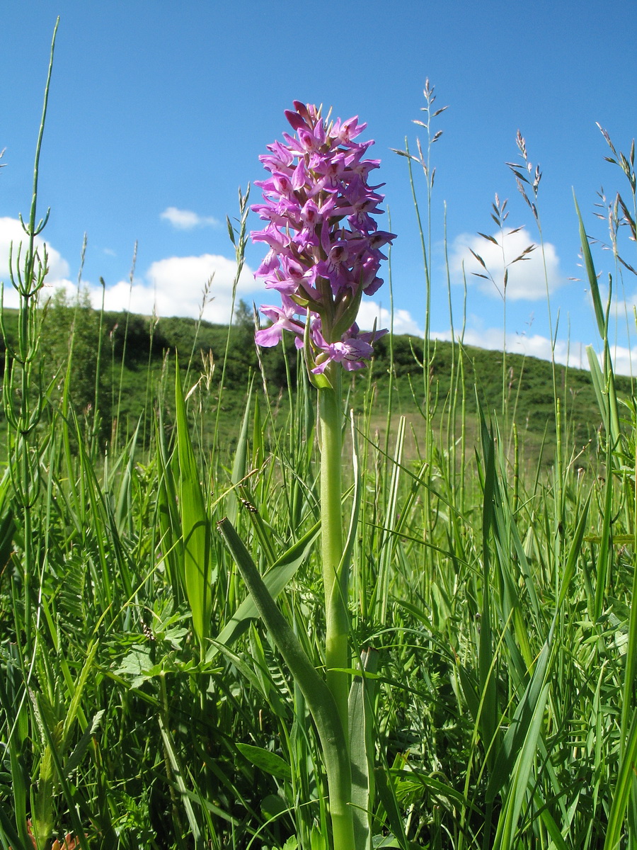 Image of Dactylorhiza salina specimen.