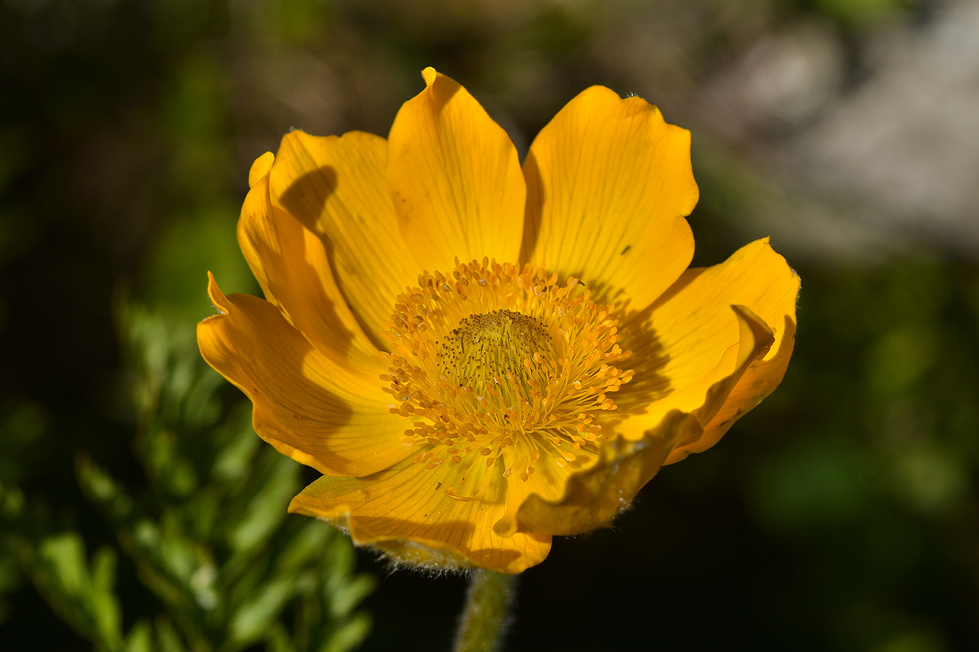 Image of Pulsatilla aurea specimen.