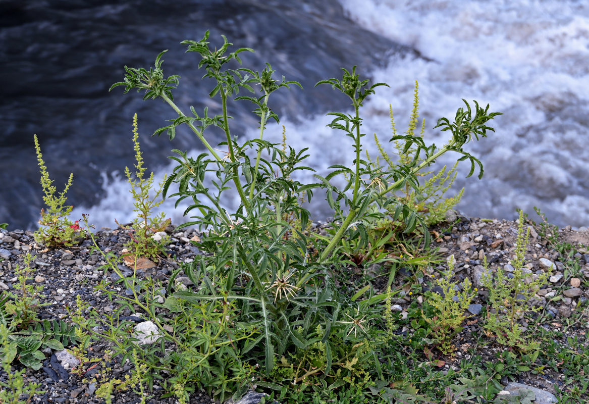 Изображение особи Centaurea iberica.