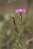 род Dianthus