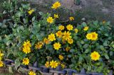 Coreopsis auriculata. Цветущие растения. Индия, Дели, в культуре. 27.12.2014.