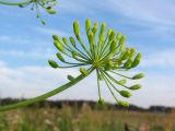 Anethum graveolens. Зонтичек с незрелыми плодами. Томск, стихийная свалка бытового мусора. 14.08.2012.