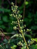 Scrophularia grayana. Соплодие. Курильские о-ва, о-в Итуруп, окр. мыса Исопараури, приморский луг. 22.08.2023.