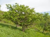 Crataegus pentagyna