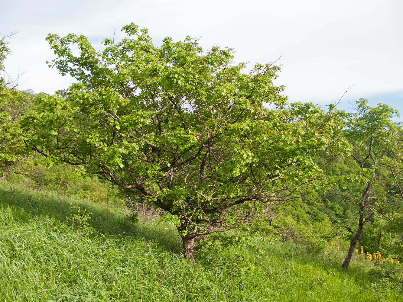 Изображение особи Crataegus pentagyna.