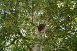 Betula pendula