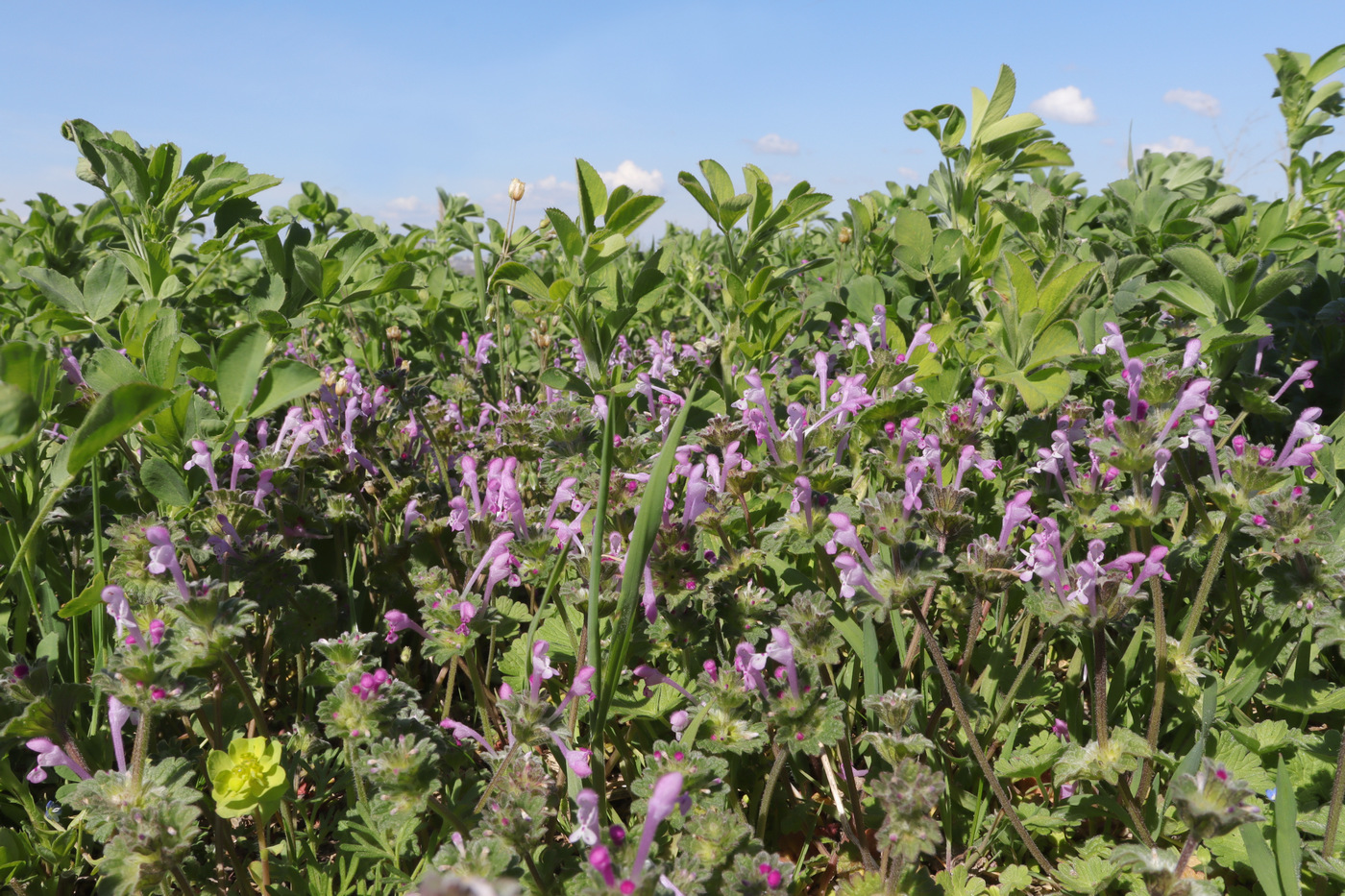 Image of Lamium amplexicaule specimen.