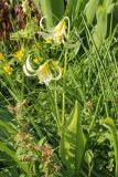 Erythronium oregonum