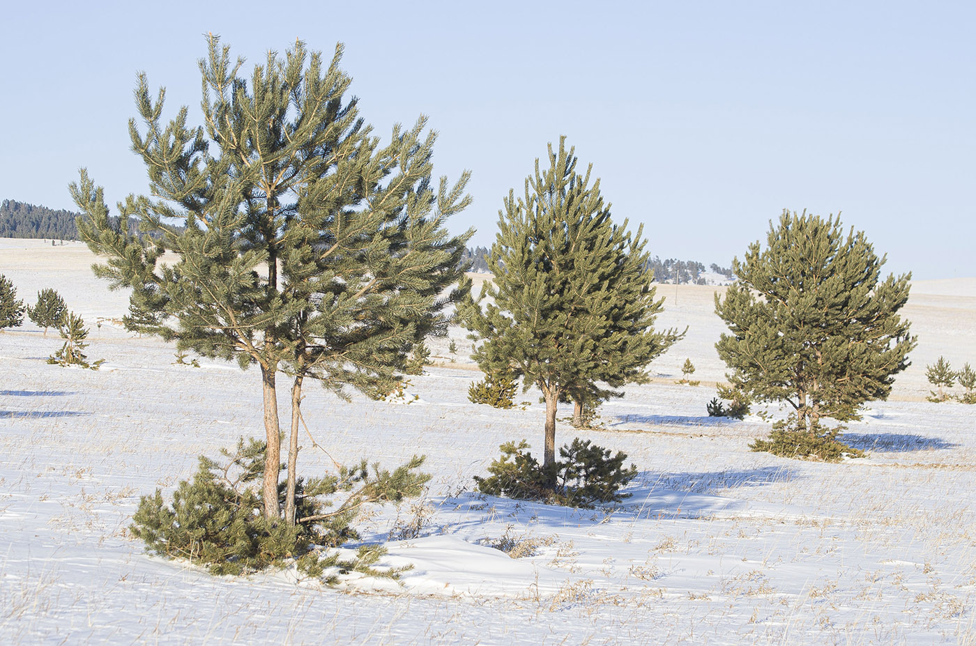 Изображение особи Pinus sylvestris.