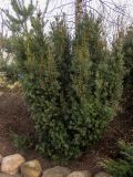 genus Taxus